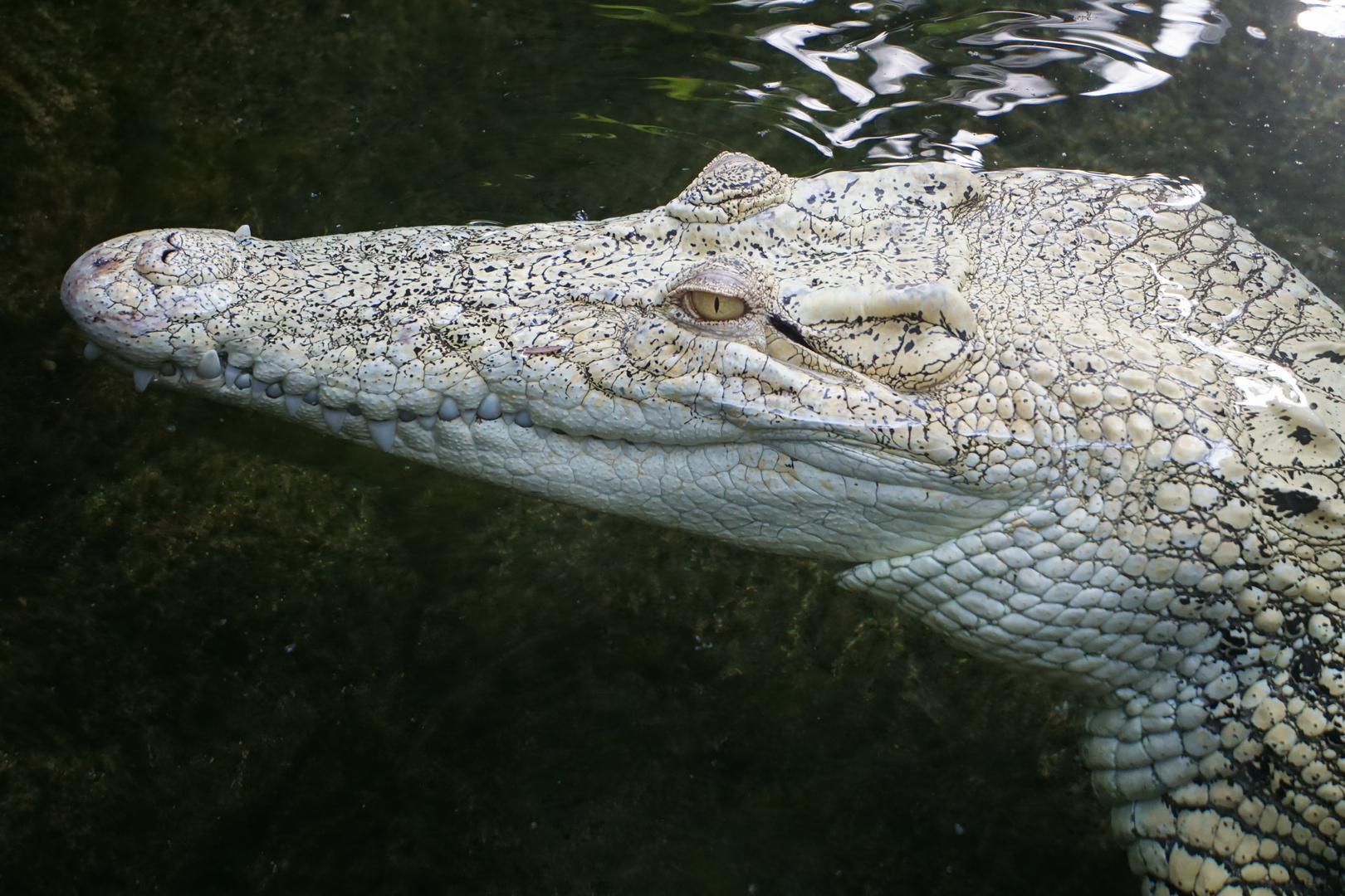 das weiße Krokodil