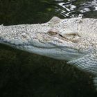 das weiße Krokodil