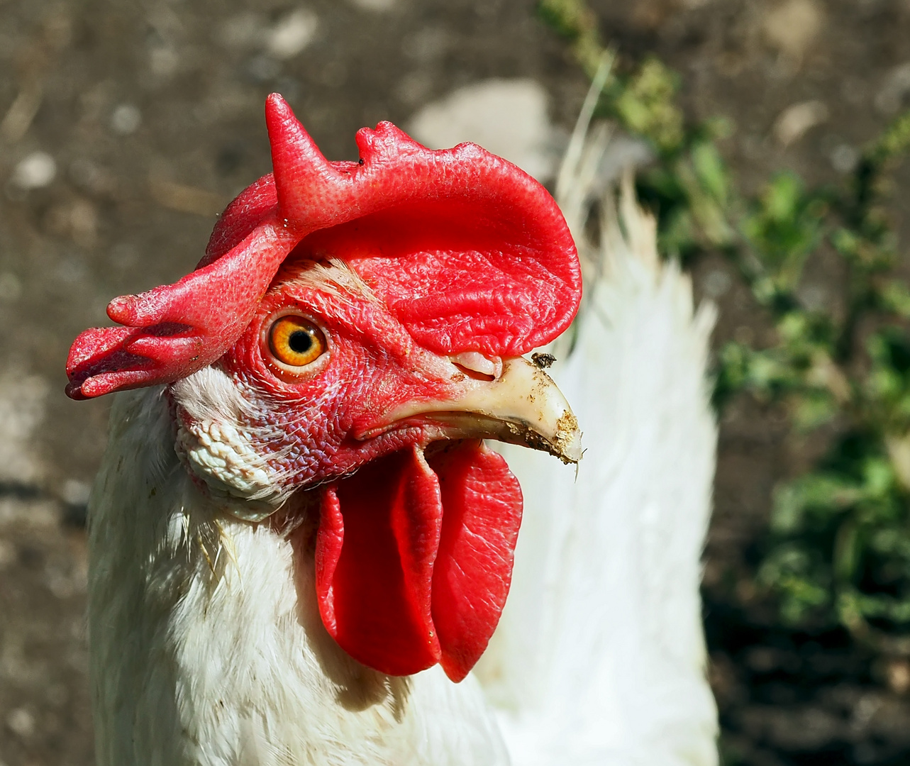 Das Weisse Leghorn-Huhn gackert dich an und will dir sagen ...