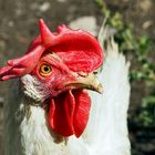 Das Weisse Leghorn-Huhn gackert dich an und will dir sagen ...
