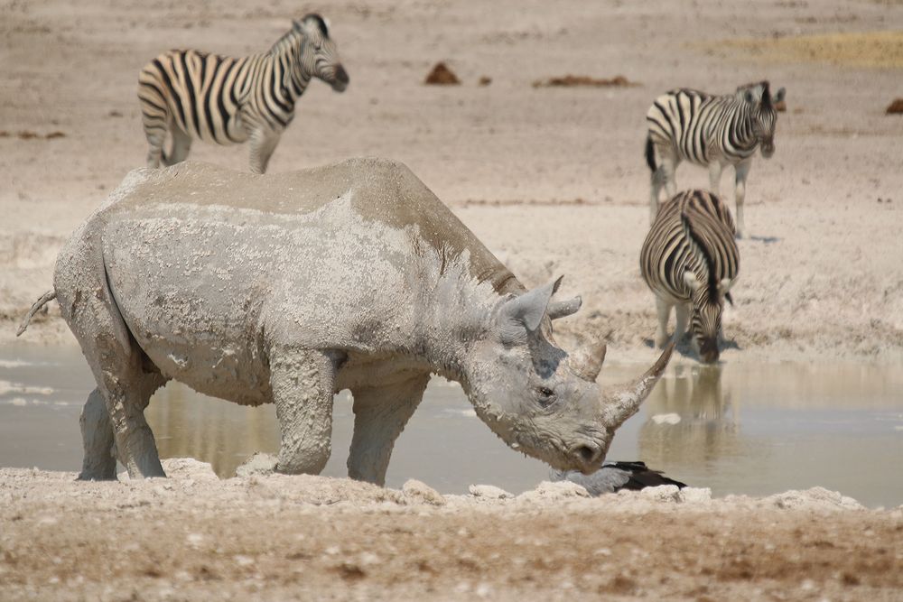 Das weiße Nashorn (3)