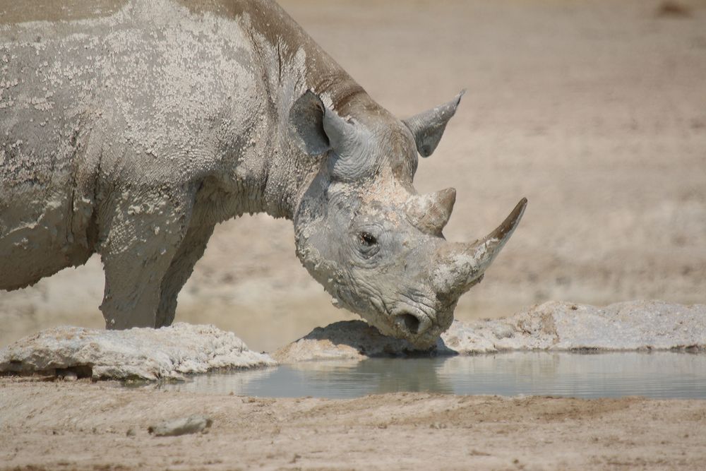 Das weiße Nashorn (4)