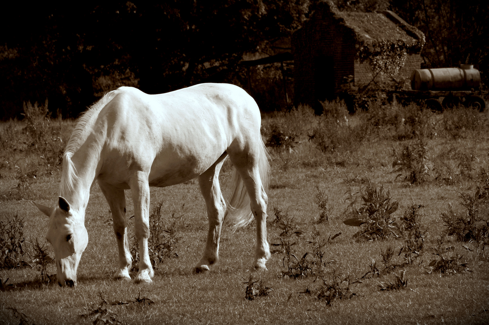 Das Weiße Pferd