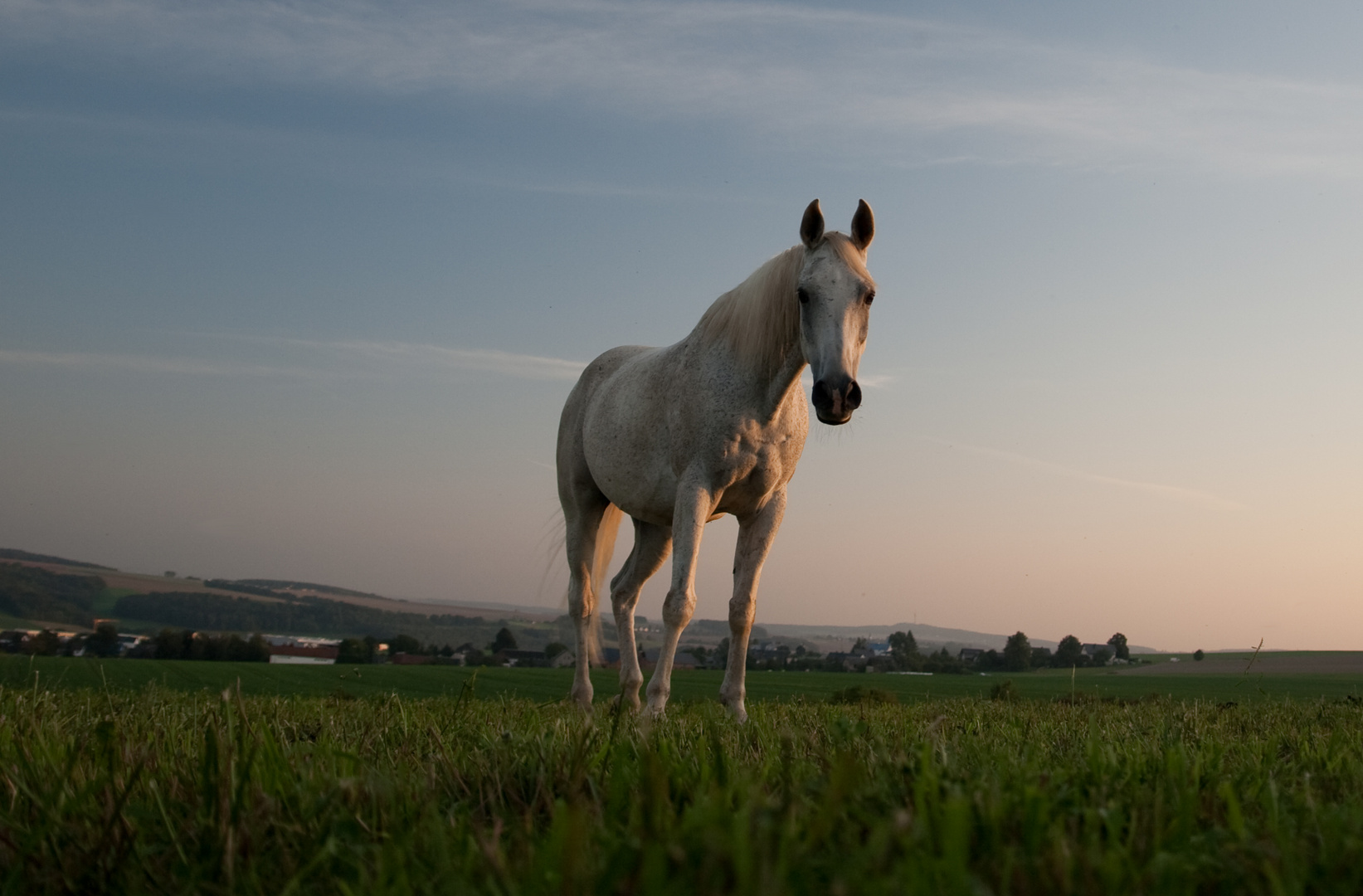 das weiße Pferd