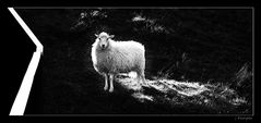 - das weiße Schaf -