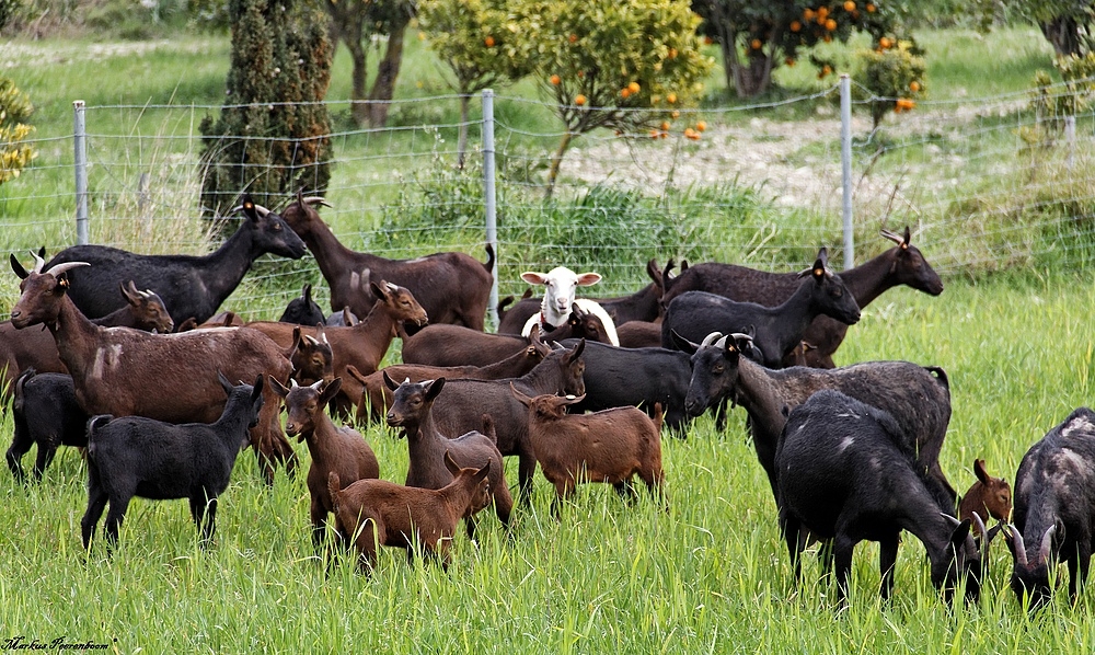 Das weiße Schaf der Familie