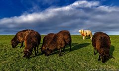 Das weiße Schaf in der Familie (RAW-Bearbeitung)