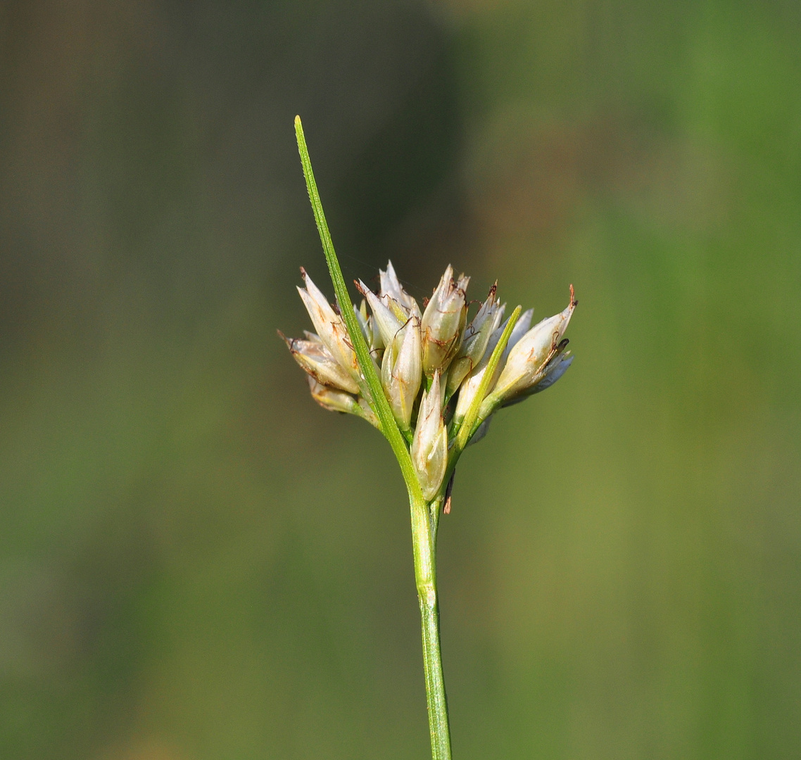 Das Weiße Schnabelried (Rhynchospora alba)