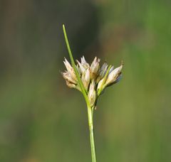 Das Weiße Schnabelried (Rhynchospora alba)