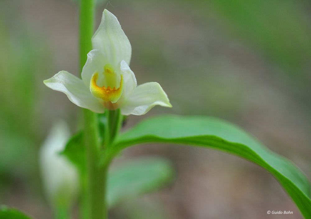 Das Weiße Waldvögelein (Cephalanthera damasonium)