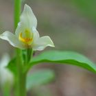 Das Weiße Waldvögelein (Cephalanthera damasonium)