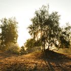 Das weite Land der kleinen Bergwälder