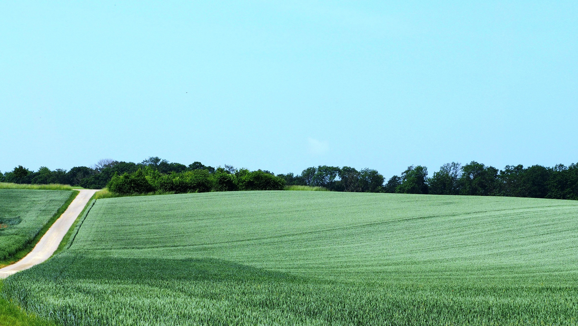 Das Weizenfeld