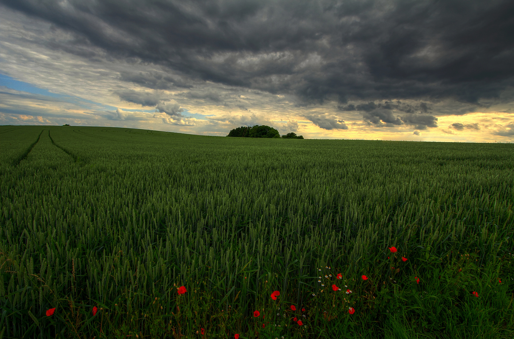 Das Weizenfeld