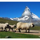 Das weltberühmte Walliser Schwarznasenschaf