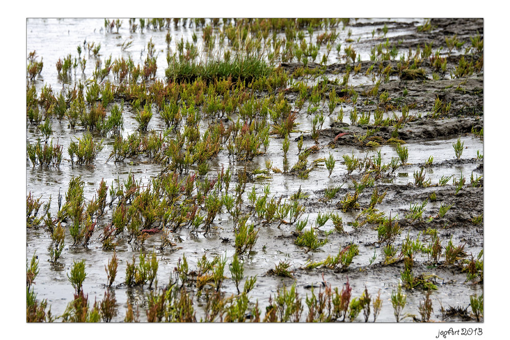 Das Weltnaturerbe Wattenmeer...