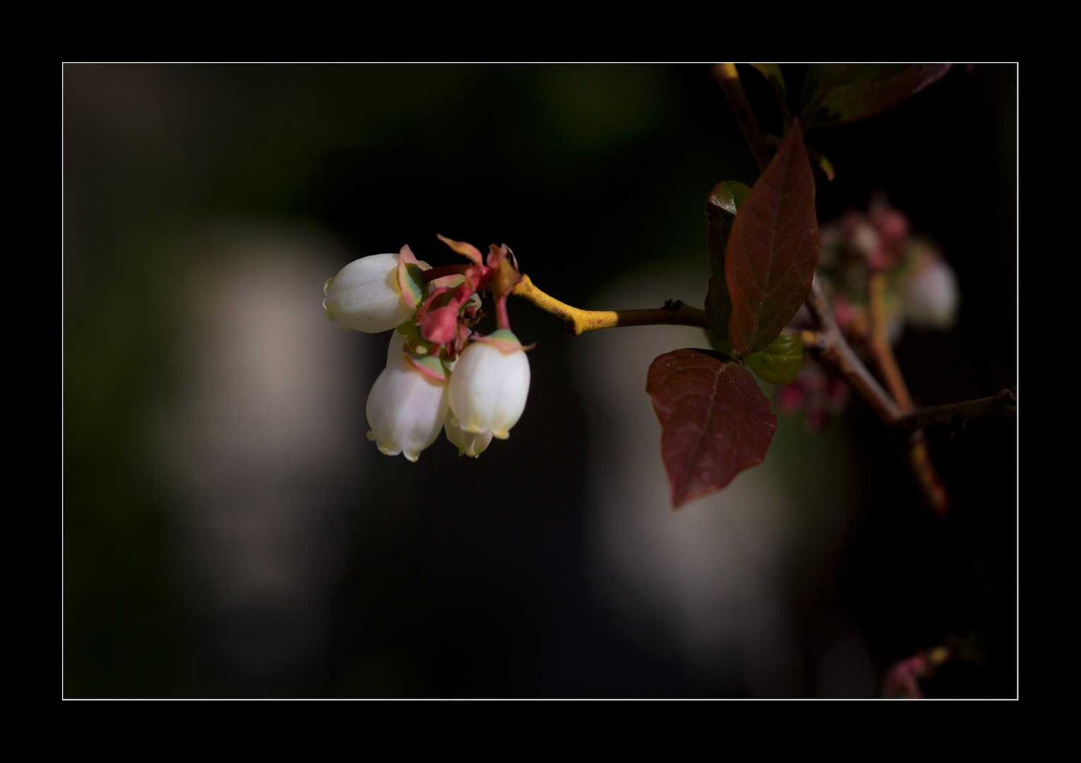 Das werden einmal Heidelbeeren.