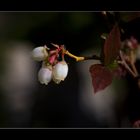 Das werden einmal Heidelbeeren.