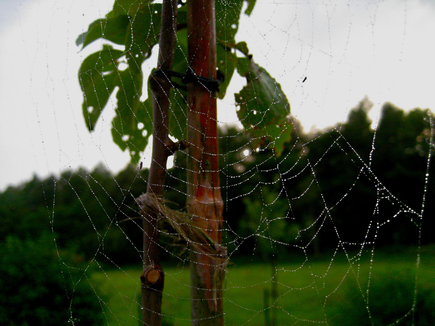 Das Werk einer Spinne