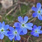 Das wertvolle Leberblümchen (Hepatica nobilis)