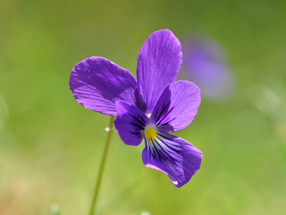 Das Westfälische Galmeiveilchen (Viola guestphalica)