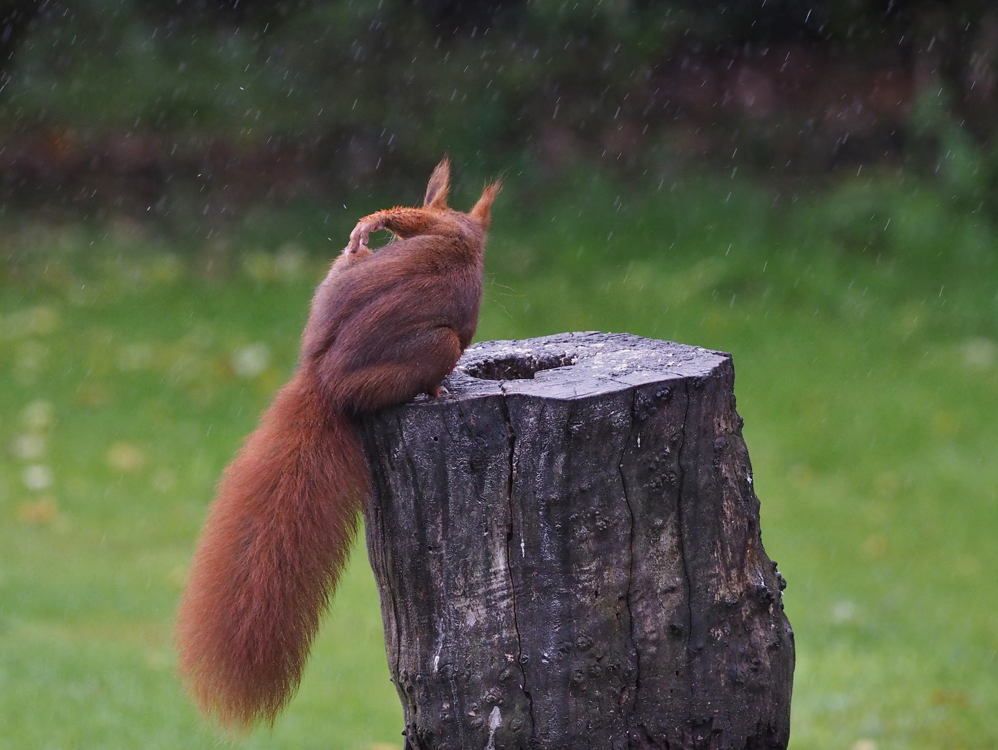 Das Wetter..... Foto & Bild eichhörnchen, natur, tiere Bilder auf