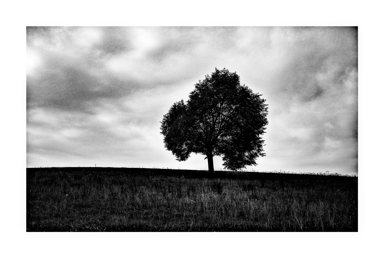 Das Wetter schlecht, doch dieser Baum - den stört das kaum, im Außenraum.