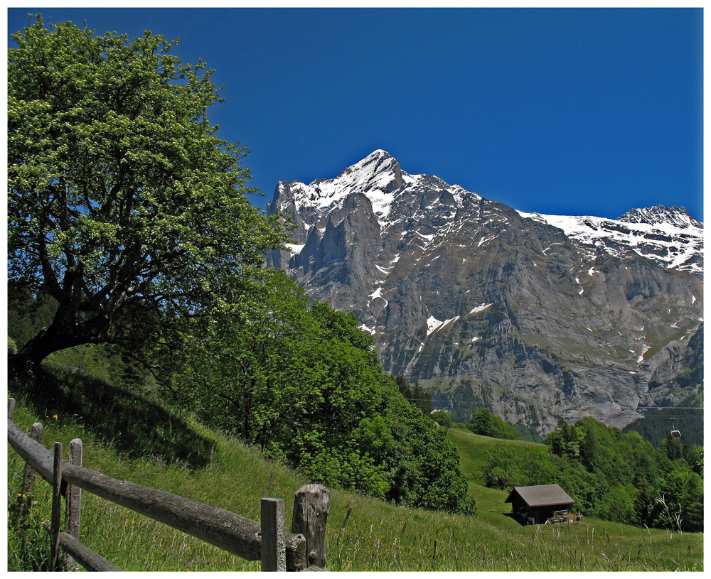 Das Wetterhorn bei Grindelwald