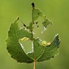 Das Wettessen