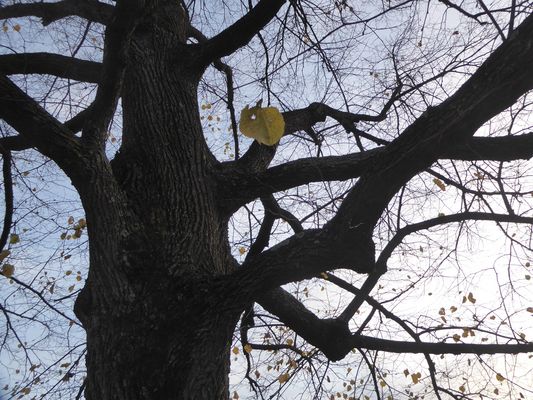 Das widerstandsfähige Blatt....