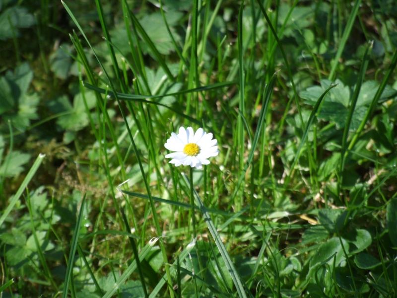 Das Wiesenglück.