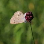 ~Das Wiesenknopf Paradies~