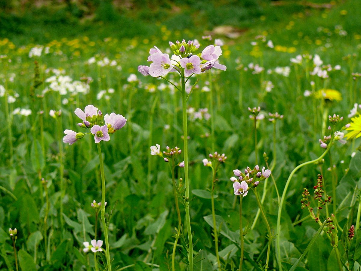 Das Wiesenschaumkraut