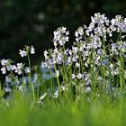 das Wiesenschaumkraut