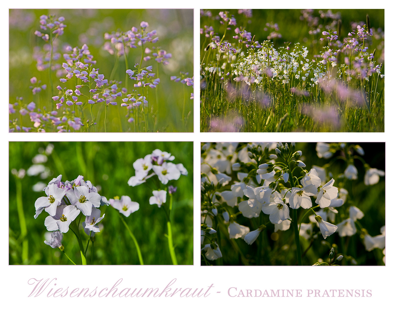 Das Wiesenschaumkraut (Cardamine pratensis) . . .