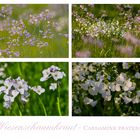 Das Wiesenschaumkraut (Cardamine pratensis) . . .