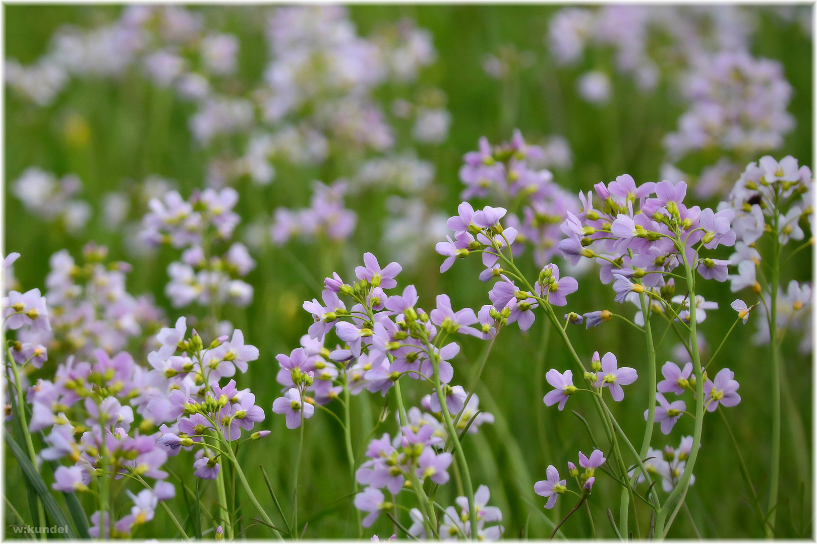 das Wiesenschaumkraut (Cardamine pratensis)