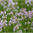 das Wiesenschaumkraut (Cardamine pratensis)