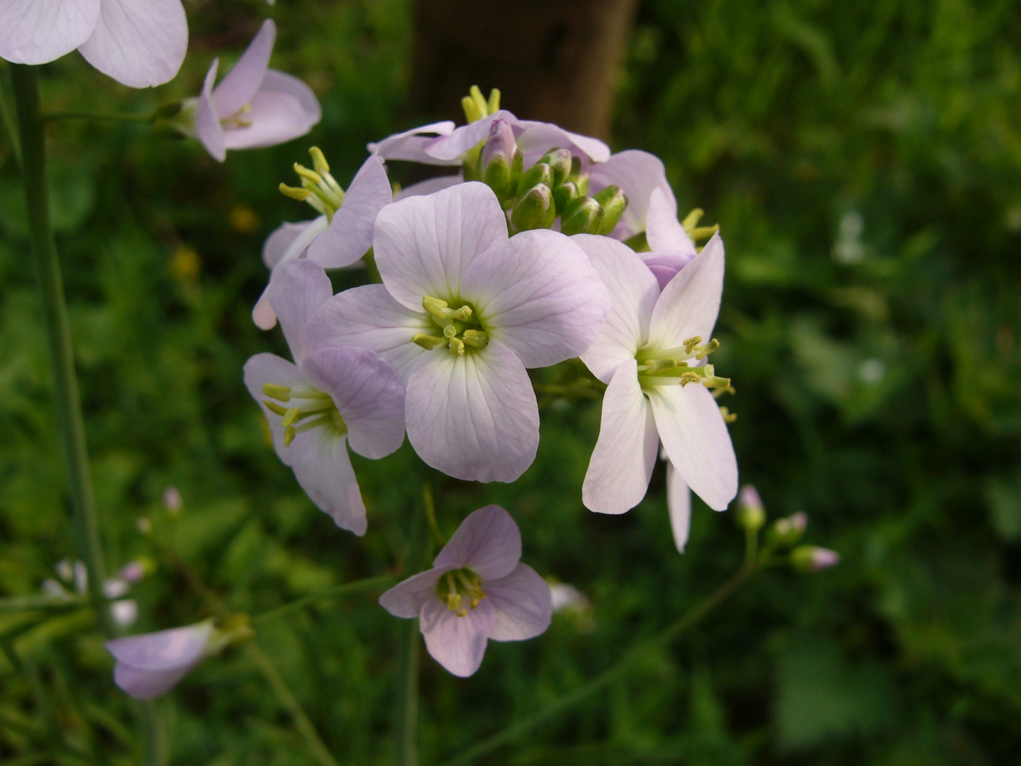 Das Wiesenschaumkraut (Cardamine pratensis)