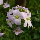 Das Wiesenschaumkraut (Cardamine pratensis)