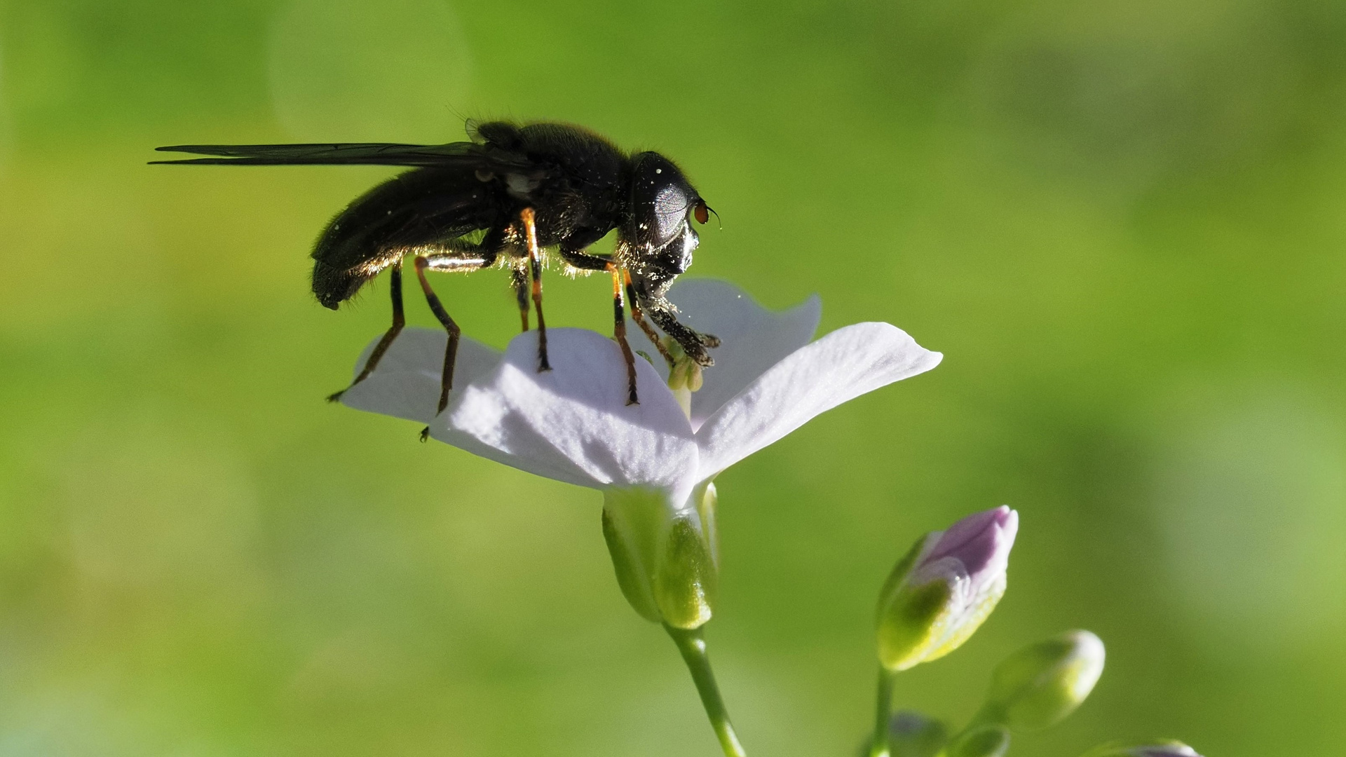 Das Wiesenschaumkraut hat Besuch