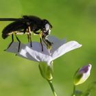 Das Wiesenschaumkraut hat Besuch