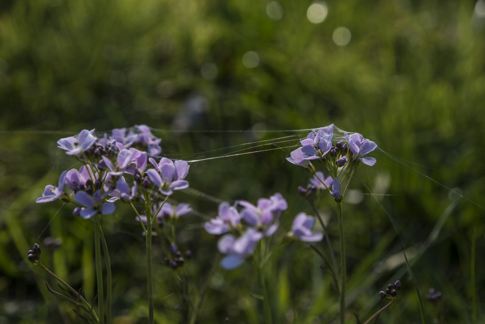 das Wiesenschaumkraut ist auch ein Mittwochsblümchen