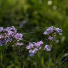 das Wiesenschaumkraut ist auch ein Mittwochsblümchen