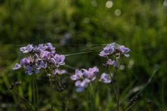 das Wiesenschaumkraut ist auch ein Mittwochsblümchen