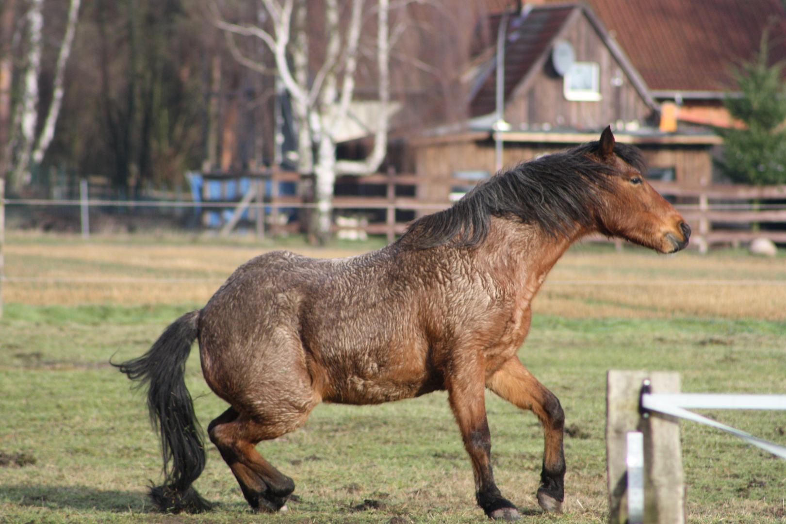 Das wilde Leben