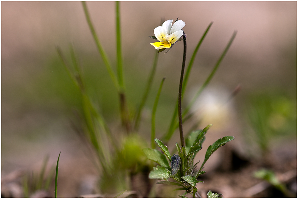 Das Wilde Stiefmütterchen (Viola tricolor).....