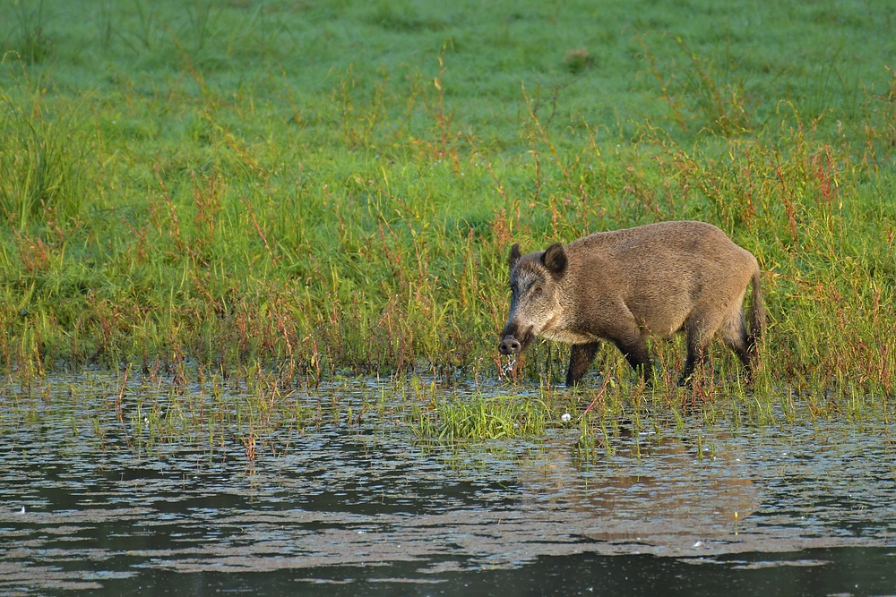 Das wilde Wasserschwein