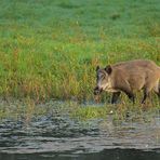 Das wilde Wasserschwein