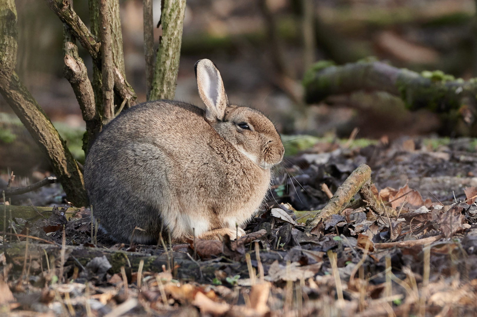 Das Wildkaninchen 